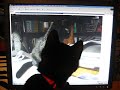 corbu the cute cat part 1