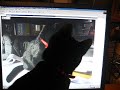 corbu the cute cat part 1