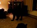 Kiko-A-Bouvier-des-F