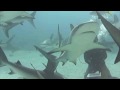 Shark Dive Nassau Bahamas photos by Carl Epstein
