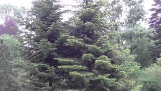 Zirci arborétum