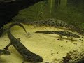 young pleurodeles waltl eating young pleurodeles waltl eating