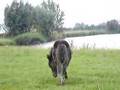 Bootje (Bonita) & Roosje (Rozalie) Shetveulentjes 2008