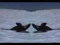 Orca Gold In Alaska