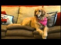 Service dog helps abused children