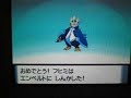 Pokemon Diamond & Pearl - Evo Final Pinguino Pokemon Diamond & Pearl - Evo Final Pinguino