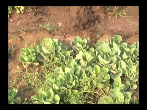 how to transplant cabbage