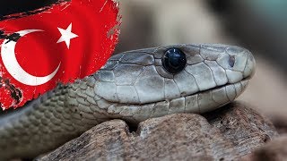 DİKKAT Türkiyede Yaşayan En Zehirli 10 Yılan T