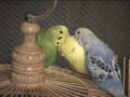 Bird\ Bird\