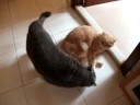 Cats want to fight