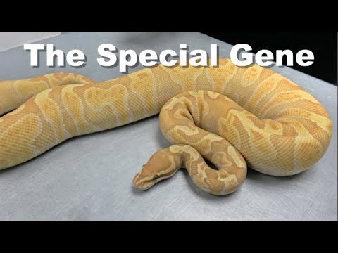 YouTube reptile video