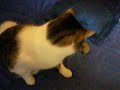 Katze und Schnorcheln