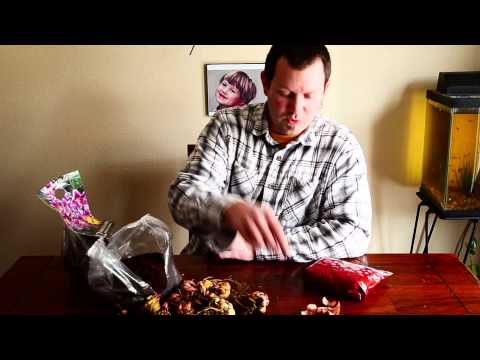 how to transplant lily bulbs