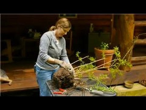 how to transplant lilacs