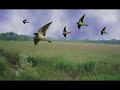 Rondini del pomeriggio - Mario Castelnuovo