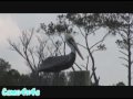 PELICANS HANGING OUT IN HIGH DEFINITION