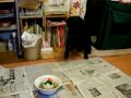 popeye`s  birthday 2009
