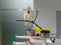 cockatoo.. say hello.. cockatoo.. say hello..