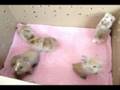 Králíčci 2 - rabbits