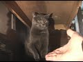 Max the cat hates me