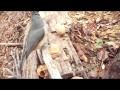 Red squirrel and tufted titmouse share walnuts
