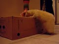 Teaching a ferret to run to a mark.