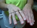 Walking Stick insect! Walking Stick insect!