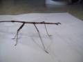 Walking Stick insect!