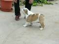 videos de xandor 025