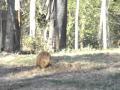 2010-05-25 | Flame hunting ~> Flame, an Australian Terrier, hunting for moles ... "Firewalker Australian Terrier" "Australian Terrier" Flame "CH Aussome Cherokee Firewalker" ... ()