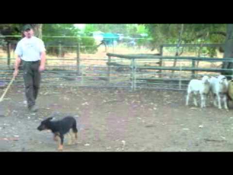 how to train a border collie x kelpie