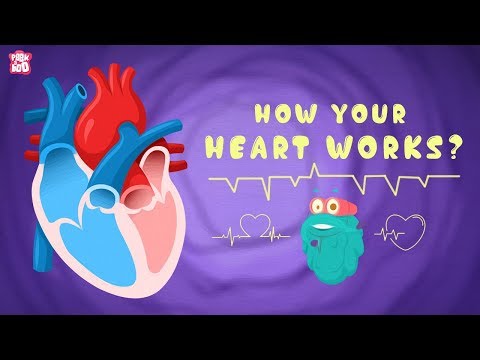 How Your Heart Works? - The Dr. Binocs Show | Best Learning Videos For Kids | Peekaboo Kidz