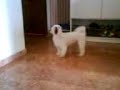 My pet dog Silky shows off his singing skills again!