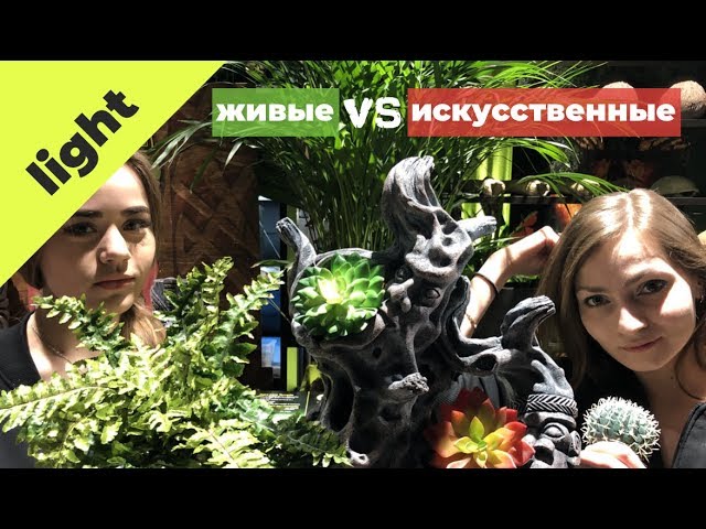 Какие растения лучше использовать в террариуме? смотрите!