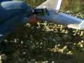 videos de RC FLYING WING. SECOND ATTEMPT.25 KM/H WINDS.