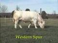 Toros de Carne - Charolais - Wester Spur