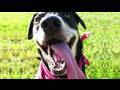 Worlds Longest Dog Tongue?! (Day 110)