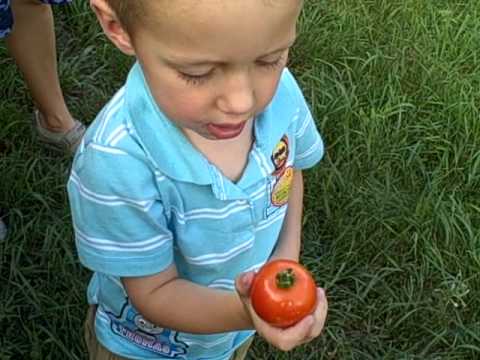 0 Dang That Tomato is Off the Vine!