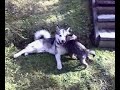 Puppies wrestling and playing. Puppies wrestling and playing.