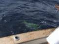 videos de Deep Sea Fishing Mayan Riveria, Mexico 2008