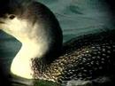 Red-throated Diver - Gavia stellata