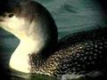Red-throated Diver - Gavia stellata