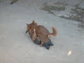 69 perruno