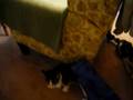 videos de Marlow scares Mallory