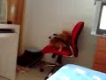 my doggie barking my doggie barking