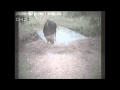 Unique Night Time Tiger Footage – rare footage of tigers exploring the jungle!