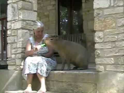 Capybara Eats a Popsicle Scary and Adorable