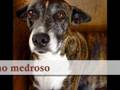 Homenagem a todos os cães!!