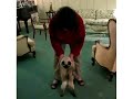 Cat does the Hokey Pokey