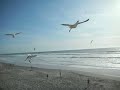 Click here to watch this video Seagull Attack.AVI